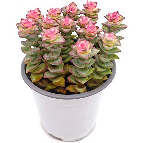 Живой суккулент - Крассула Перфората Азул D10