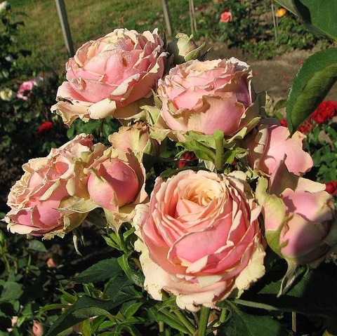 Эден Романтика (Eden Romantica)