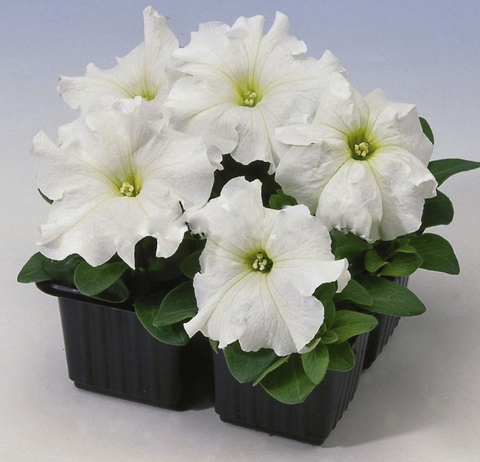 S6014 Петуния кустовая Grandiflora Limbo GP White 1000 шт.
