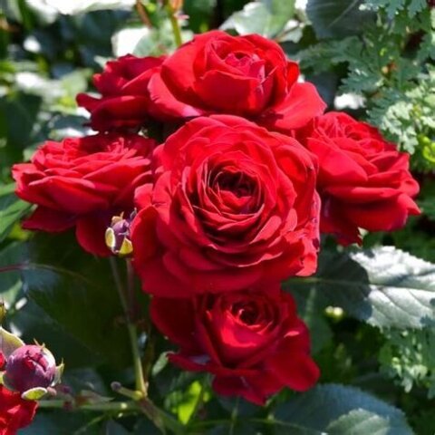 Мона Лиза(Mona Lisa)