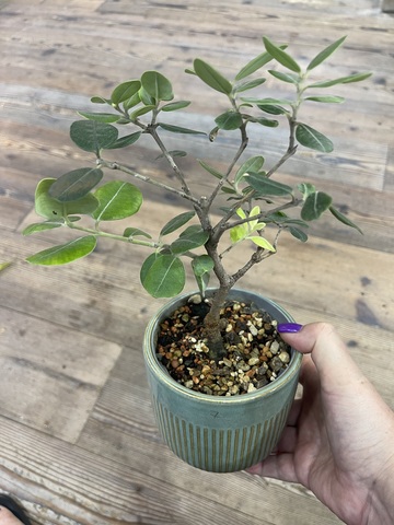 Бонсаи Метросидерос