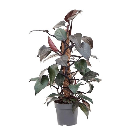 Филодендрон Red опора Зело