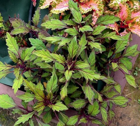 Мускат UO колеус