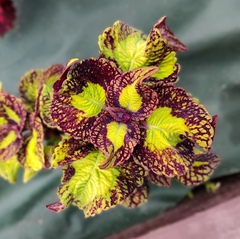 Сюрприз UO колеус КСР