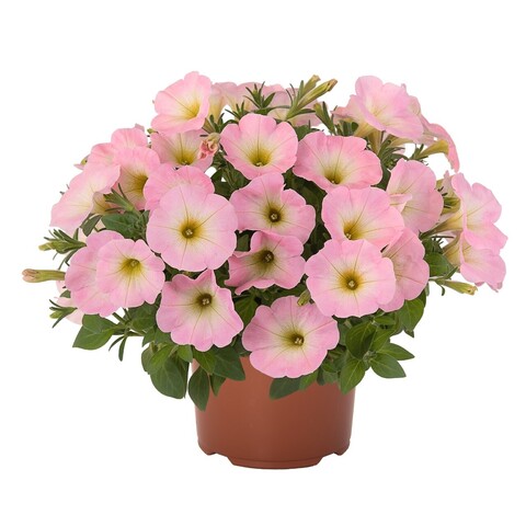32283 Петуния SWEETUNIA BABY PINK (ВЕСНА 2025)