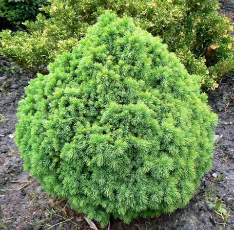 Ель Альберт Глоб