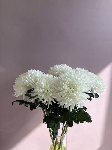 хризантема одноголовая