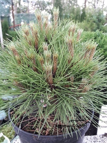 Сосна черная Мари Брегон | Pinus nigra Marie Bregeon 35-40 см (С12)
