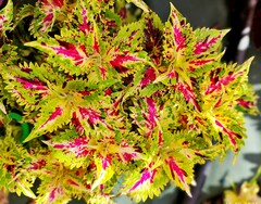 Нежность утра UO колеус КСР