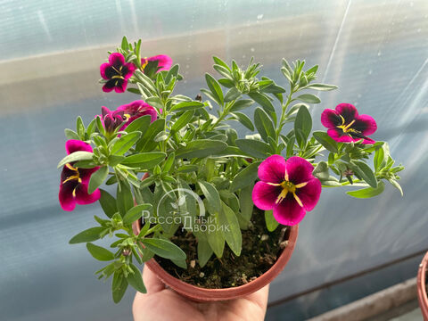 Калибрахоа Кабаре Гуд Найт Кисс