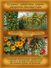 Почвопокровные и ампельные