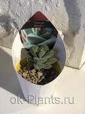 Крассула Мунглоу - купить, цена, отзывы, условия выращивания в интернет ...