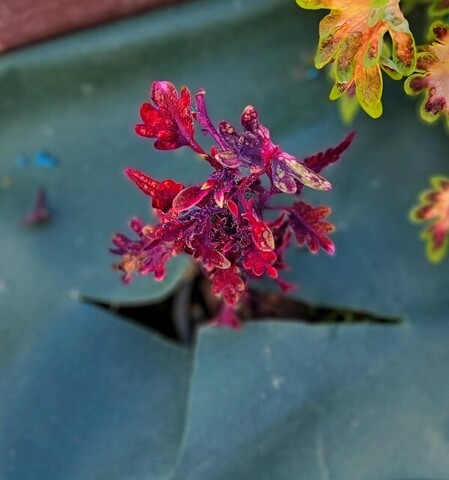 Сольвейг ТТ колеус