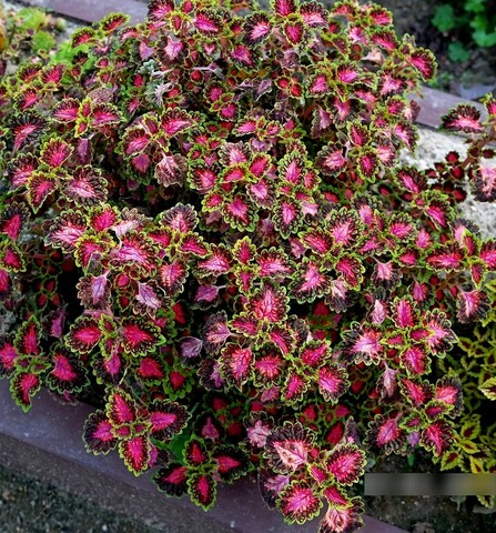 Флорина колеус КСР