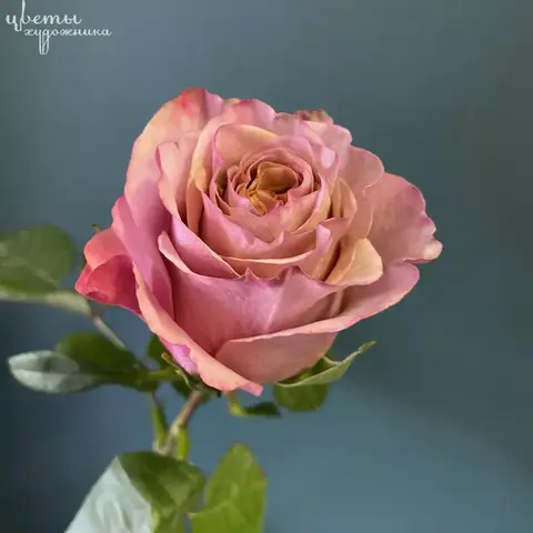 Пёрпл Мун(Purple Moon)