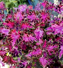 Вишенка Тай колеус