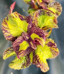 Сюрприз UO колеус КСР