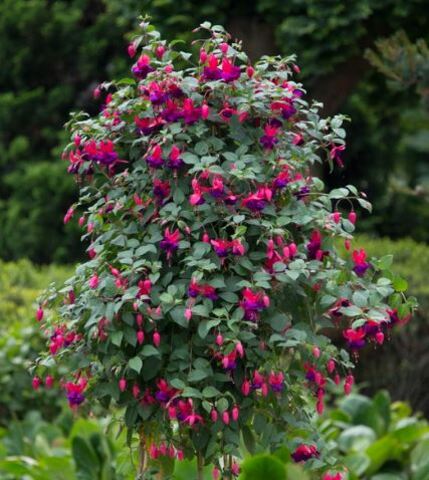 Фуксия Dollarprinzessin