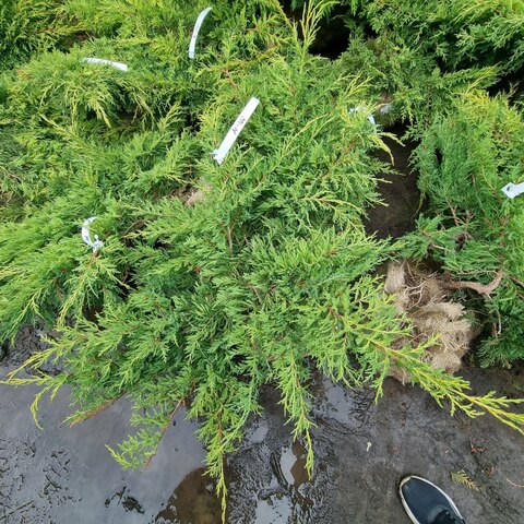 Можжевельник средний Голд Киссен | Juniperus media Gold Kissen 80-100 см