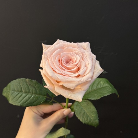 Роза нежно-розовая российская 45 см 1 шт