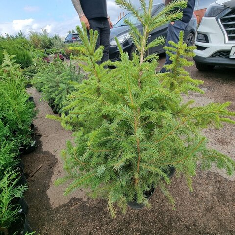 Ель сербская | Picea omorika 30-50 см (С2,5)