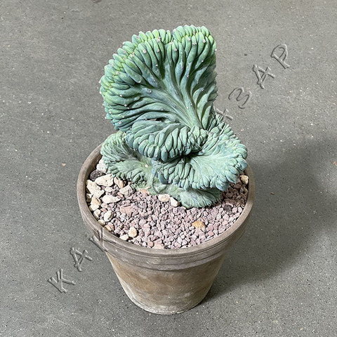 МИРТИЛЛОКАКТУС ГЕОМЕТРИЗАНС КРИСТАТА В КЕРАМИКЕ D18 - 1