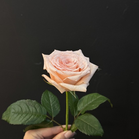 Роза нежно-розовая российская 45 см 1 шт