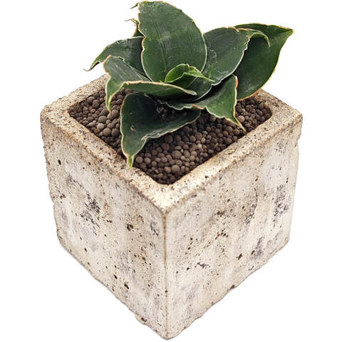 Суккуклент Сансевиерия Сансевиерия Стар Роуз