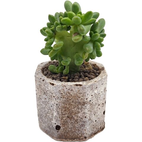 Суккулент Седум Элис кристата