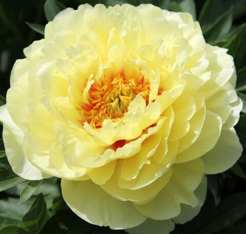 Пион ИТО-гибрид Бартзелла