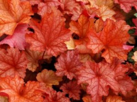 Гейхера Paprika (Паприка)