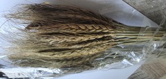 Колос пшеницы натуральный, сухоцвет, 1 шт.
