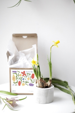 Кашпо бетонное цилиндр 8/5 серый с первоцветом