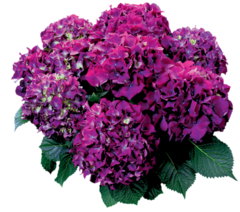 Гортензия крупнолистная (Macrophylla) Red Beauty Purple 9 шт.