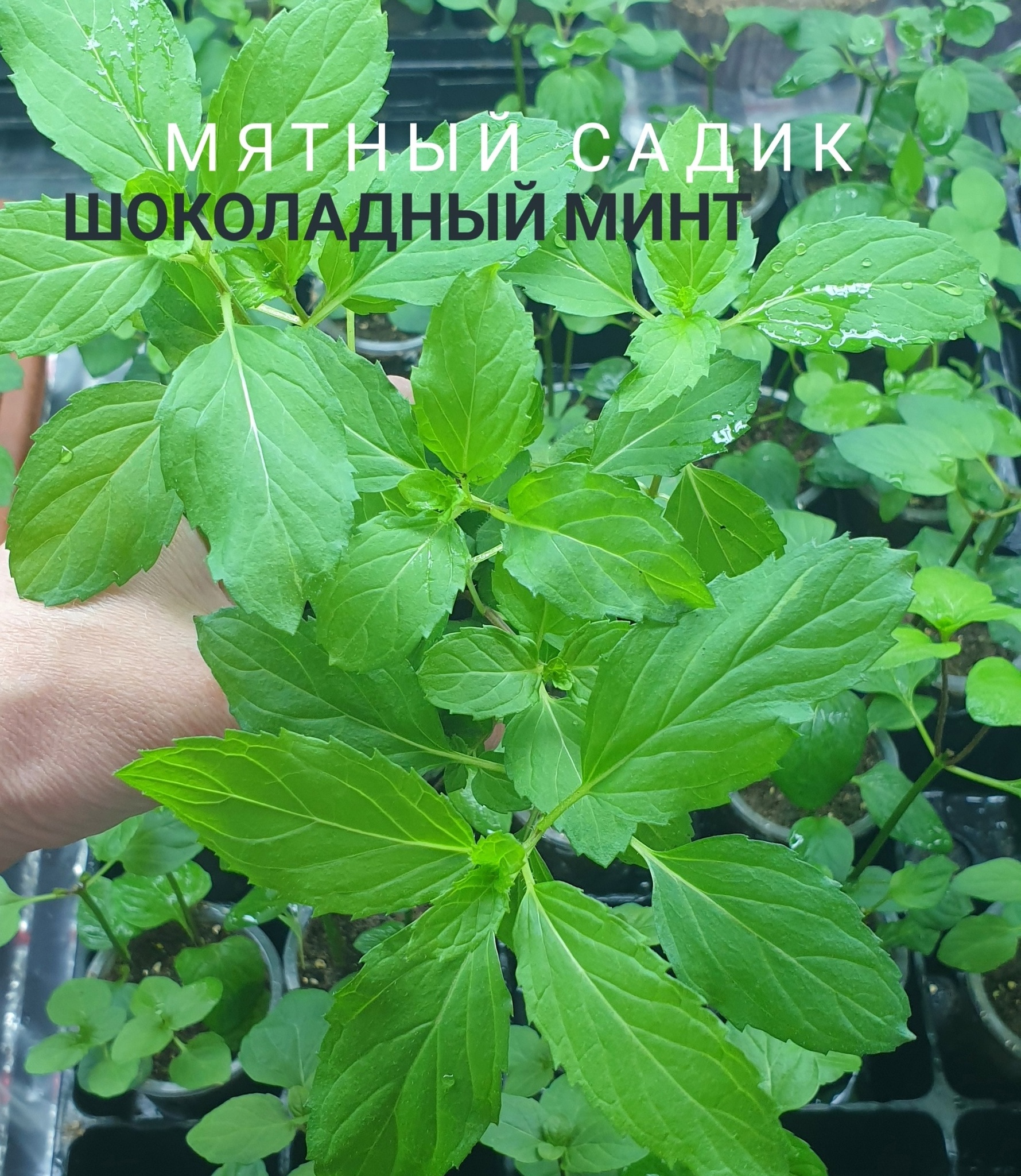 Шоколад минту