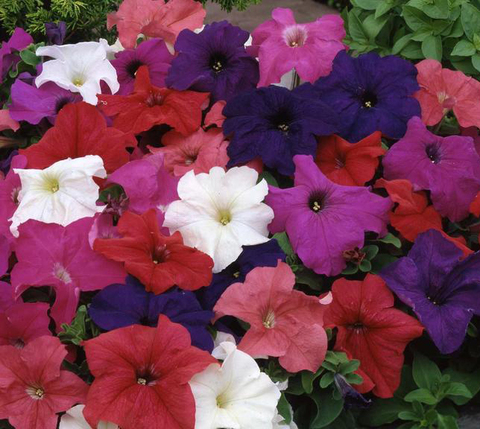 S6006 Петуния кустовая Grandiflora Limbo GP Grover Mixture 10шт.