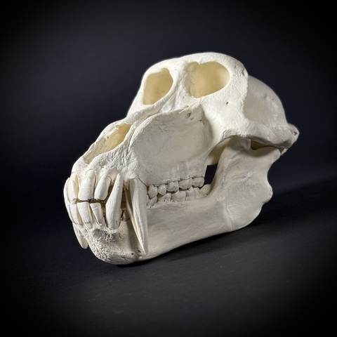 Череп бабуина из пластика