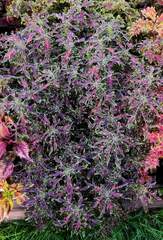 Рудольф колеус КСР