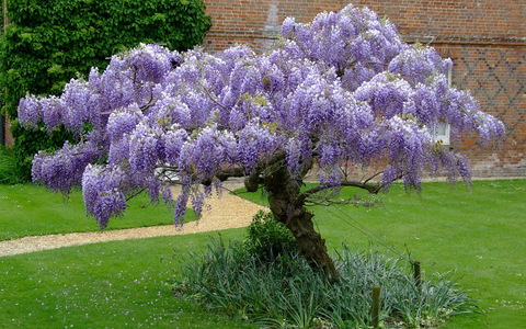 Глициния китайская Wisteria sinensis