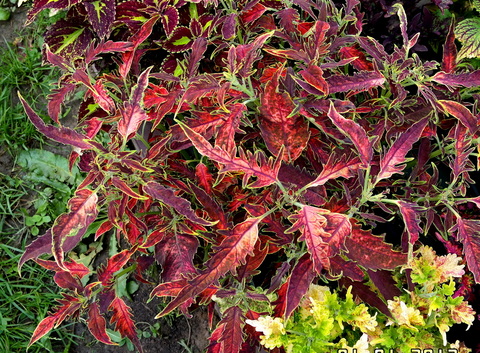 Тиффани Тай колеус КСР