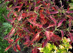 Тиффани Тай колеус КСР