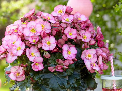 1254 Бегония DREAMS GARDEN MACAROSE (Весна 2026)