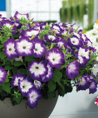 32114 Петуния CRAZYTUNIA PURPLE STORM (ВЕСНА 2025)