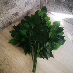 Ветка Фикуса Зеленого крупнолистного 5 веточек