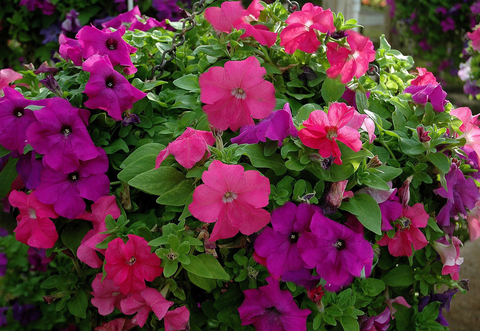S6007 Петуния кустовая Grandiflora Limbo GP Heathers Mixture 10шт.