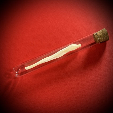 Бакулюм волка в стеклянной колбе