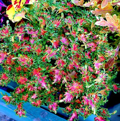 Фортуна UO колеус КСР