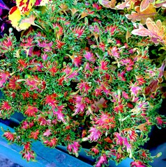 Фортуна UO колеус КСР