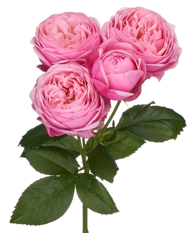 Сильва Пинк( Silva Pink)
