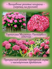 Кустарники